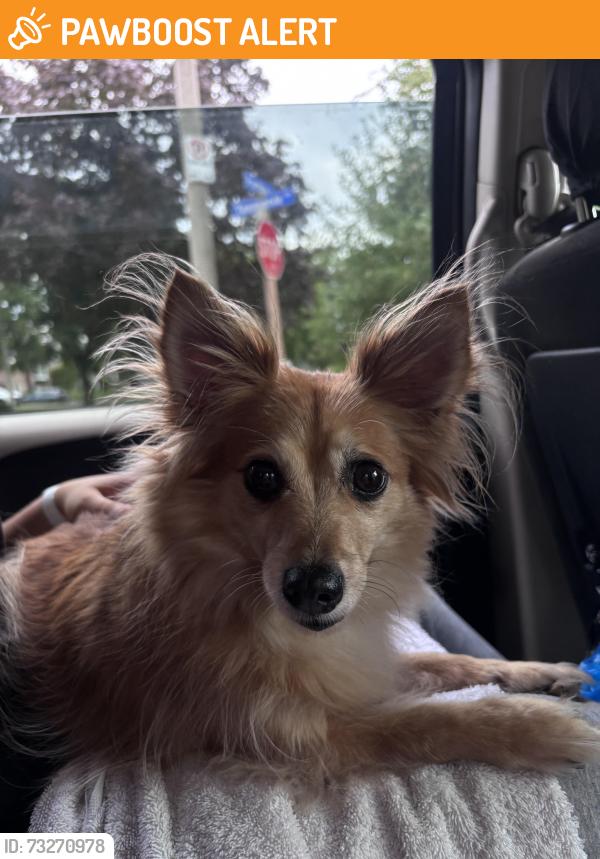 Found/Stray Male Dog last seen Dundas and constitution blvd, Mississauga, ON L4Y 2B9