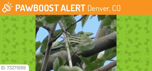 Found/Stray Unknown Bird last seen Lipan and south osage st, Denver, CO 80223