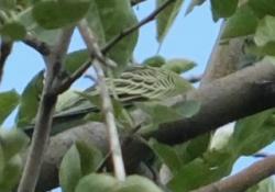 Found/Stray Unknown Bird last seen Lipan and south osage st, Denver, CO 80223