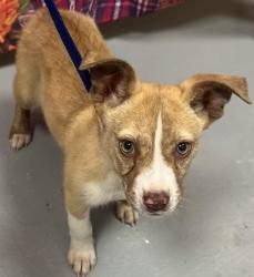 Reunited Unknown Dog last seen Located at Rockdale County Animal Service, 1506 Rockbridge Road, Conyers, GA 30012, Conyers, GA 30012