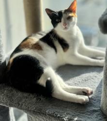 Reunited Female Cat last seen Keswick & 33rd, Baltimore, MD 21211
