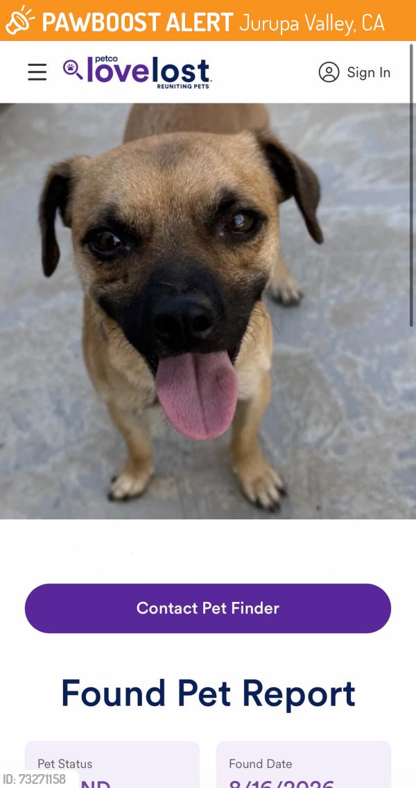 Found/Stray Male Dog last seen Wandered in to home on Armstrong., Jurupa Valley, CA 92509