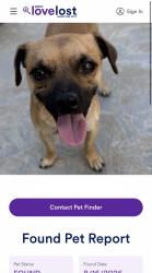 Found/Stray Male Dog last seen Wandered in to home on Armstrong., Jurupa Valley, CA 92509