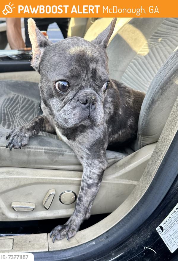 Found/Stray Male Dog last seen McDonough, McDonough, GA 30253