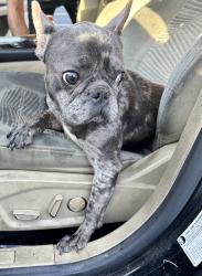 Found/Stray Male Dog last seen McDonough, McDonough, GA 30253