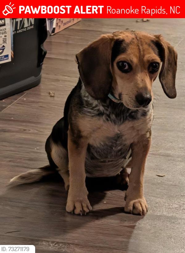 Lost Female Dog last seen Walmart, Roanoke Rapids, NC 27870