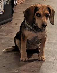 Lost Female Dog last seen Walmart, Roanoke Rapids, NC 27870