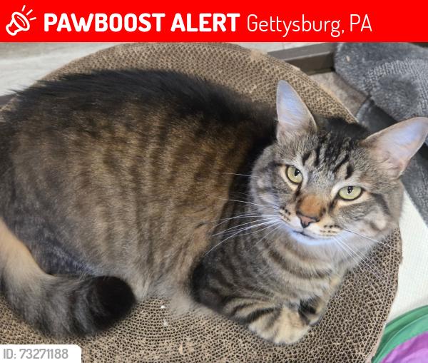 Lost Male Cat last seen Granite Hill Campground, Gettysburg, PA 17325