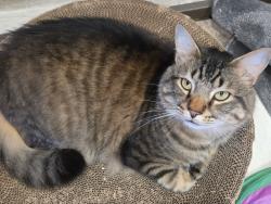 Lost Male Cat last seen Granite Hill Campground, Gettysburg, PA 17325