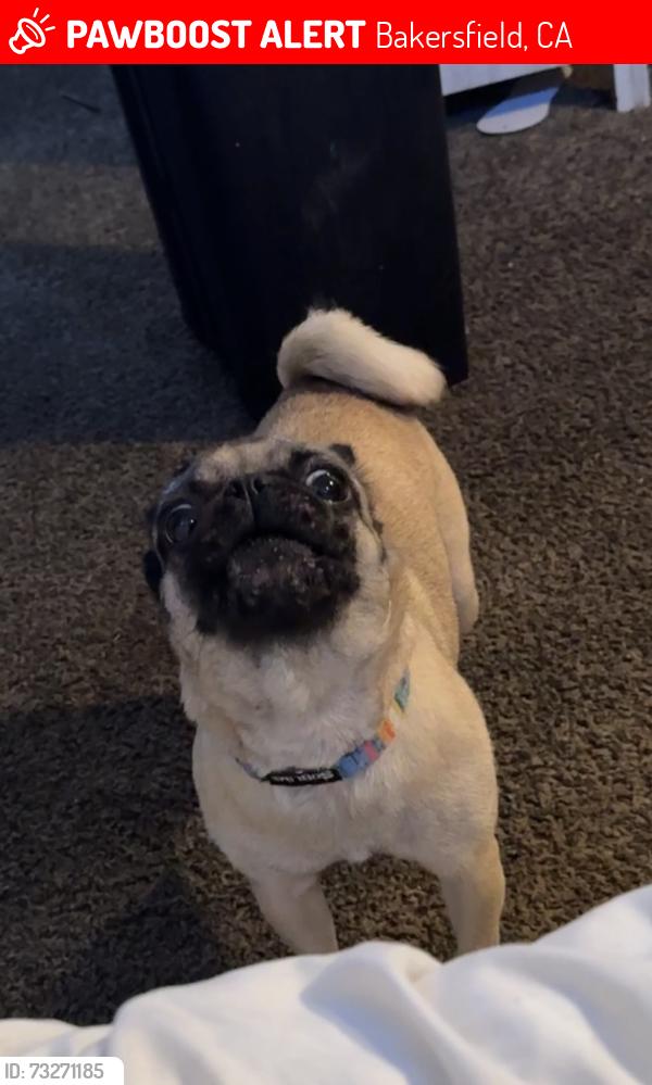 Lost Female Dog last seen Laverne and ming, Bakersfield, CA 93309