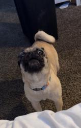 Lost Female Dog last seen Laverne and ming, Bakersfield, CA 93309
