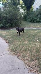 Found/Stray Female Dog last seen Fairmount & 16th St, Wichita, KS 67208