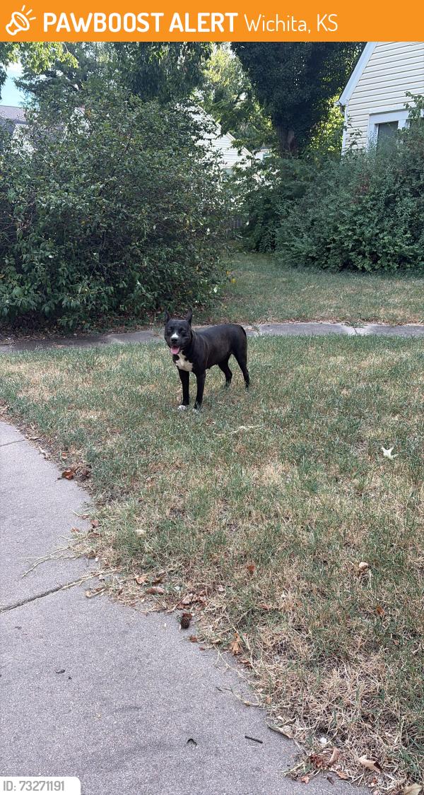 Found/Stray Female Dog last seen Fairmount & 16th St, Wichita, KS 67208