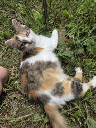 Lost Female Cat last seen Bee mountain area, Lenoir, NC 28645
