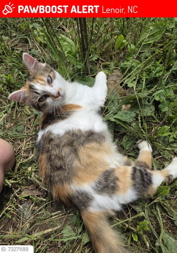 Lost Female Cat last seen Bee mountain area, Lenoir, NC 28645