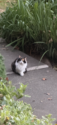 Found/Stray Female Cat last seen Near west county heath center., San Pablo, CA 94806
