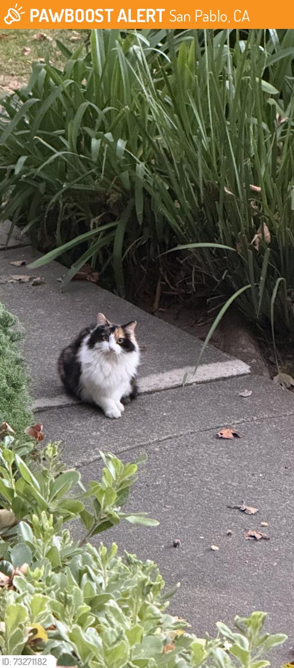 Found/Stray Female Cat last seen Near west county heath center., San Pablo, CA 94806