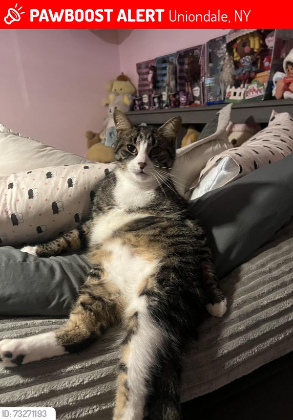 Lost Male Cat last seen Gilroy ave, Uniondale, NY 11553