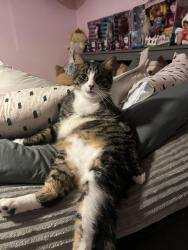 Lost Male Cat last seen Gilroy ave, Uniondale, NY 11553