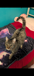 Lost Male Cat last seen Scotsman way, Rancho Cordova, CA 95670