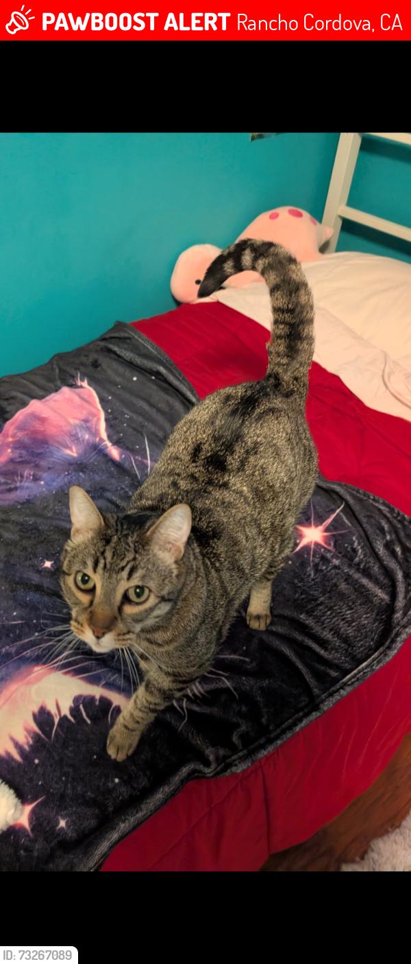 Lost Male Cat last seen Scotsman way, Rancho Cordova, CA 95670