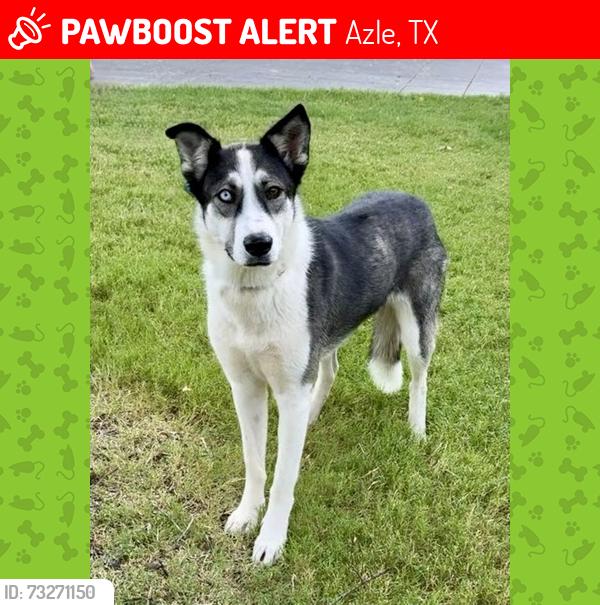 Lost Female Dog last seen Newsum Mound Rd and hwy 199, Azle, TX 76020