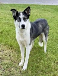 Lost Female Dog last seen Newsum Mound Rd and hwy 199, Azle, TX 76020