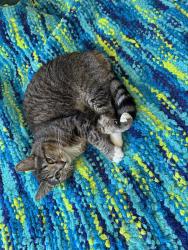 Lost Male Cat last seen NW 174th and Parkview Dr., near Bethany Elementary, Beaverton, OR 97006