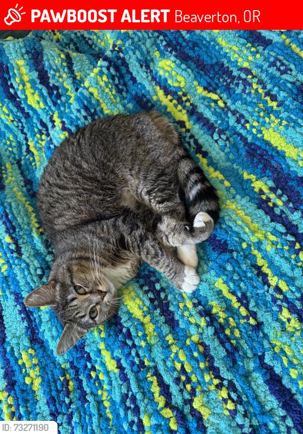 Lost Male Cat last seen NW 174th and Parkview Dr., near Bethany Elementary, Beaverton, OR 97006