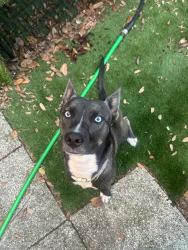 Reunited Female Dog last seen Near Ave N (Almost near Bear Creek Park), St. Petersburg, FL 33710