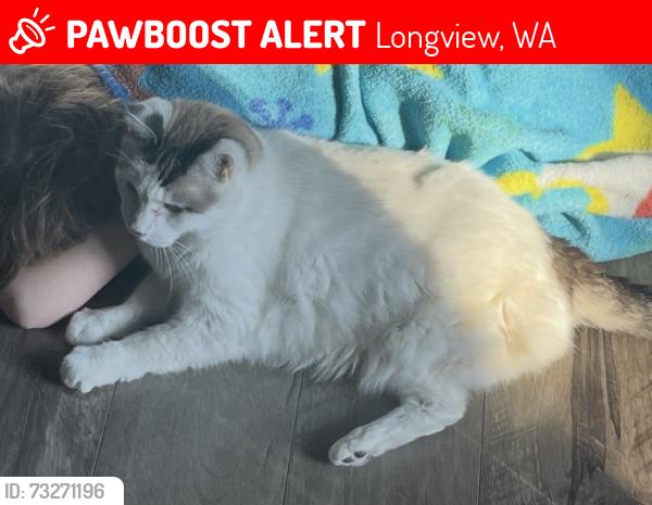 Lost Male Cat last seen Near Ammons Dr in Longview, Longview, WA 98632