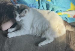 Lost Male Cat last seen Near Ammons Dr in Longview, Longview, WA 98632