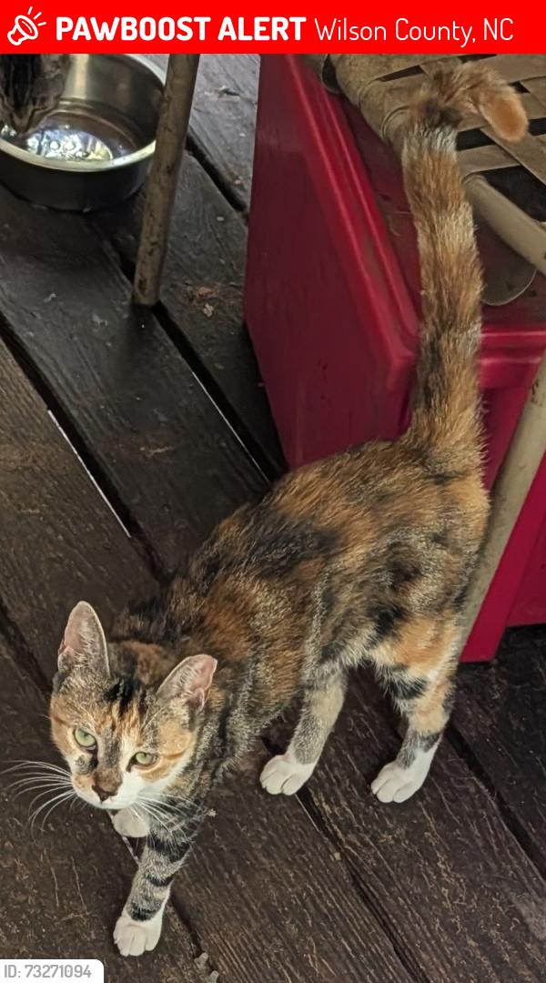 Lost Female Cat last seen Buckhorn possibly headed to Shoeheel, Wilson County, NC 27542