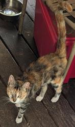 Lost Female Cat last seen Buckhorn possibly headed to Shoeheel, Wilson County, NC 27542