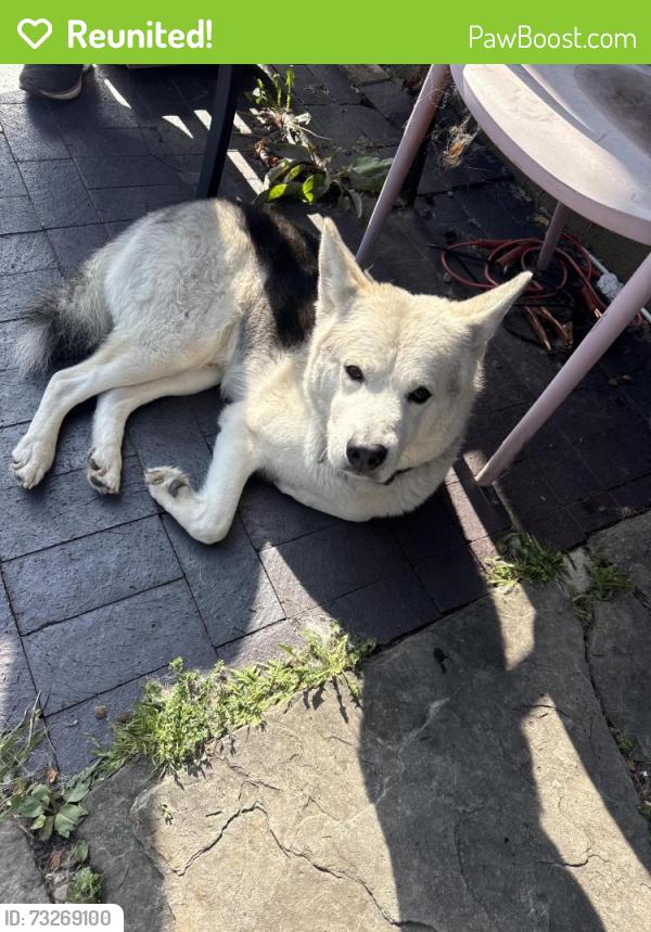 Reunited Male Dog last seen 35th and Franklin (across from tramway nonprofit center), Denver, CO 80205