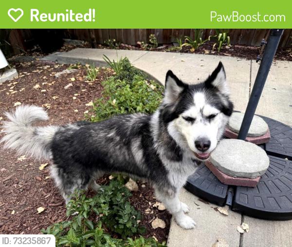 Reunited Female Dog last seen Susana Park, Martinez CA (Susana Street and Estudillo), Martinez, CA 94553