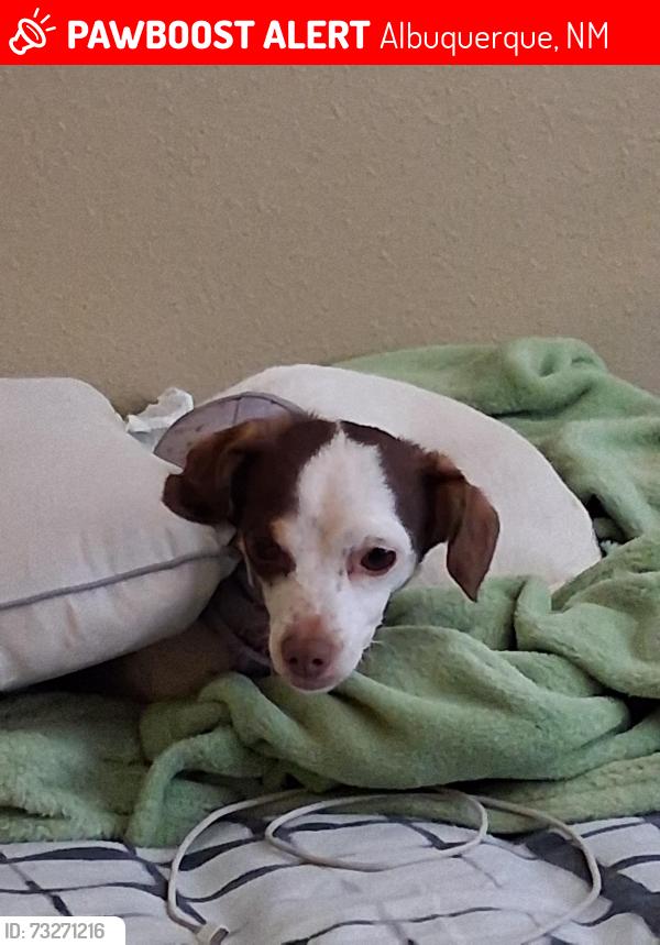 Lost Female Dog last seen Lomas & 2nd, Albuquerque, NM 87102