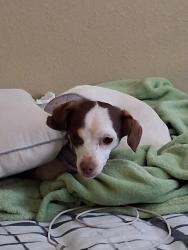 Lost Female Dog last seen Lomas & 2nd, Albuquerque, NM 87102