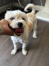 Lost Female Dog last seen Whitmore, Ceres, CA 95326