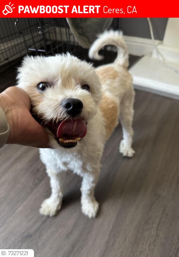 Lost Female Dog last seen Whitmore, Ceres, CA 95326
