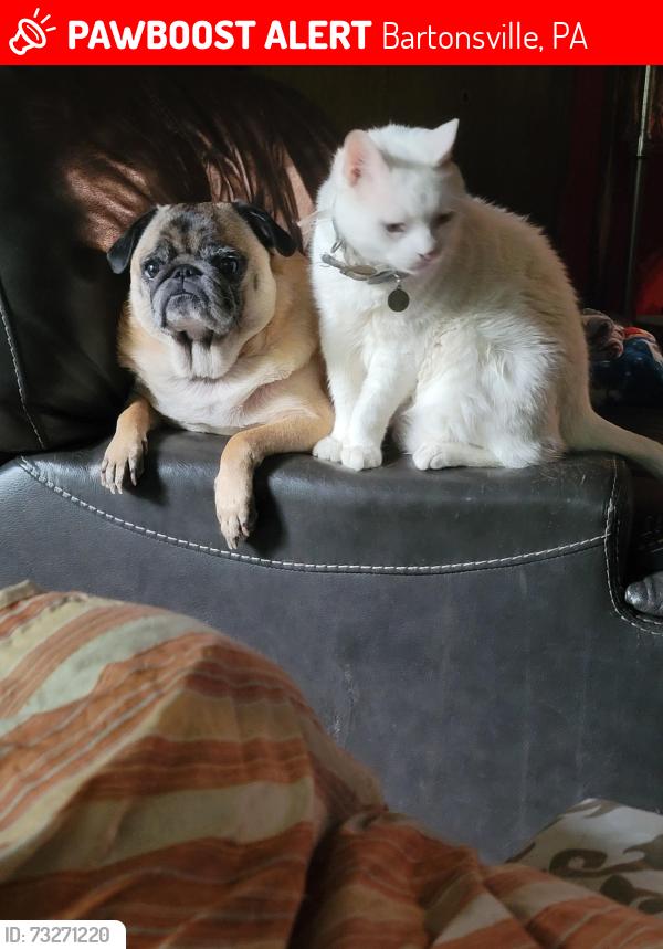 Lost Male Cat last seen Under my neighbors porch, Bartonsville, PA 18321