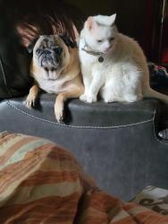 Lost Male Cat last seen Under my neighbors porch, Bartonsville, PA 18321