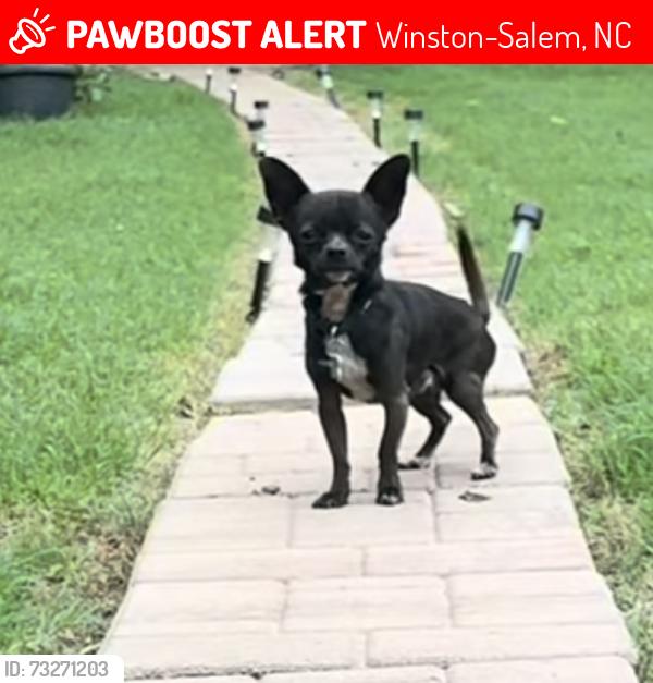 Lost Male Dog last seen Near nd st Winston Salem Zip 27105, Winston-Salem, NC 27105