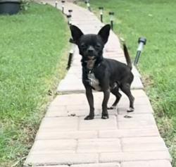 Lost Male Dog last seen Near nd st Winston Salem Zip 27105, Winston-Salem, NC 27105
