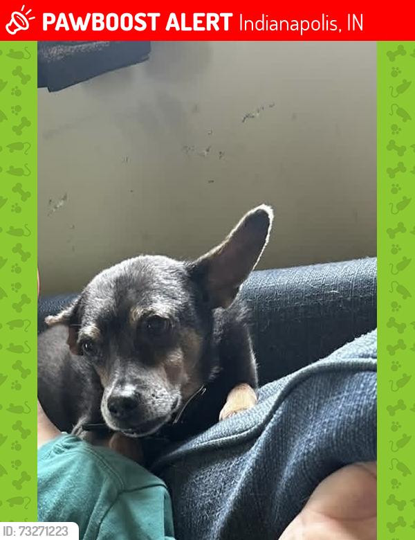 Lost Male Dog last seen Troy ave brill road Madison ave, Indianapolis, IN 46225