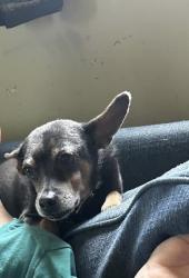 Lost Male Dog last seen Troy ave brill road Madison ave, Indianapolis, IN 46225