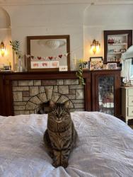 Reunited Female Cat last seen Spadina and kendal, Toronto, ON M5R 1L6