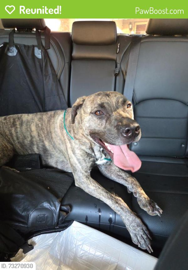 Reunited Male Dog last seen Scenery Hill Court, Fort Worth, TX 76103