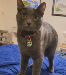 Reunited Female Cat last seen Angels Point (specifically, Angels View), Los Angeles, CA 90012