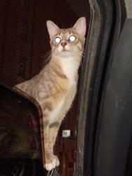 Lost Female Cat last seen Washington & E Cossitt Ave Lagrange Illinois, La Grange, IL 60525
